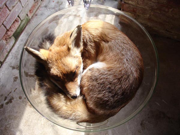 polly morgan fox
